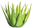 aloe freipng